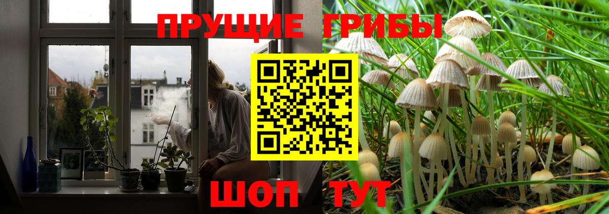 Алексеевка  Псилоцибиновые грибы Cubensis  Вход с VPN  Псилоцибиновые грибы GOLDEN TEACHER 